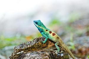 iguana blu nella natura foto