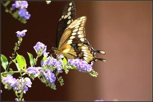 farfalla gigante di coda forcuta foto