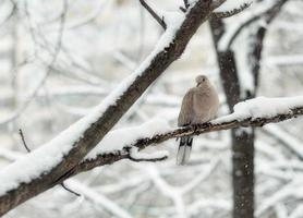 piccione in inverno foto