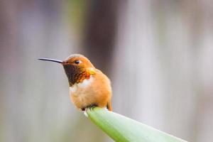 il colibrì di Anna sul fiore dell'uccello del paradiso foto