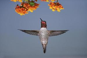 il colibrì di anna