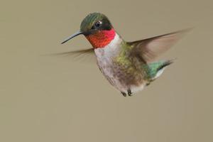 colibrì dalla gola di rubino foto