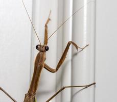 mantide religiosa marrone sullo stipite di una casa foto