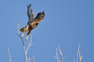 Falco coda rossa che decolla dalle cime degli alberi foto