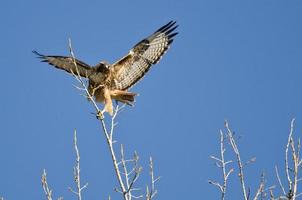 Falco coda rossa che decolla dalle cime degli alberi foto
