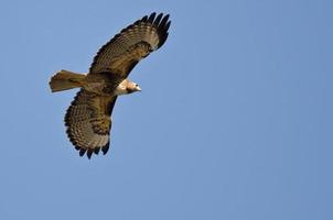 Falco coda rossa che vola in un cielo blu
