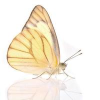 farfalla bianca e gialla foto