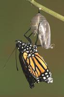 monarca che emerge dalla sua crisalide