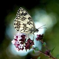 farfalla macchiata bianca