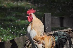 gallo uccello animale foto