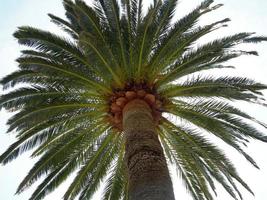 dettaglio di una cima di una palma tropicale foto