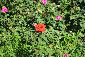 belle, scarlatte e rosse, grandi rose in fiore in un'aiuola foto