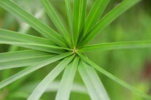 foglia verde di pianta ombrello o flatsedge. foto