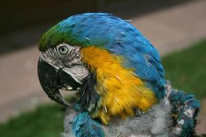 pappagallo malato foto