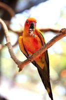 pappagallo conuro del sole
