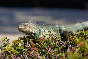 iguana verde ritratto seduto sul ramo foto