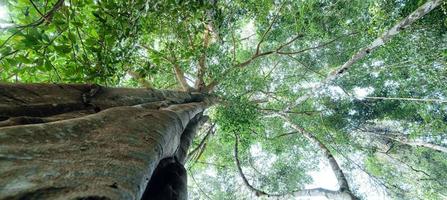 alberi verdi nella foresta estiva foto