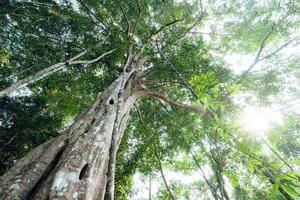 alberi verdi nella foresta estiva foto