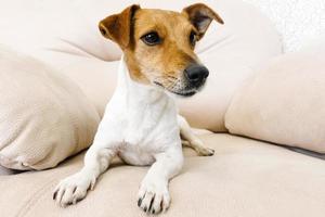 jack russell terrier appoggiato sul divano foto