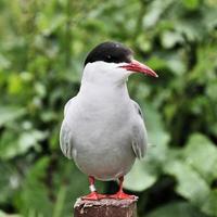 un primo piano di una sterna artica sulle isole farne foto