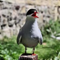 un primo piano di una sterna artica sulle isole farne foto