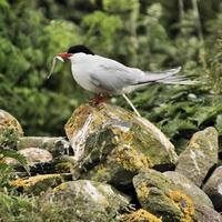 un primo piano di una sterna artica sulle isole farne foto