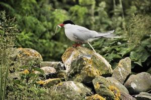 un primo piano di una sterna artica sulle isole farne foto