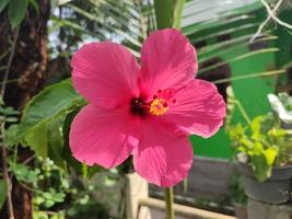 La pianta da fiore di ibisco con il nome scientifico hibiscus rosa-sinensis cresce magnificamente nel cortile foto