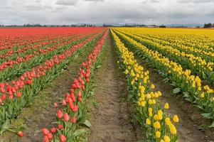 tulipani che fioriscono in un campo all'inizio della primavera in una giornata nuvolosa foto