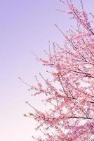 bellissimo fiore di ciliegio primaverile, fiore di sakura con uno splendido sfondo naturale foto