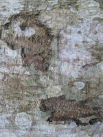consistenza della corteccia di albero dell'albasia foto