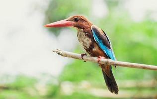 primo piano martin pescatore comune in natura foto