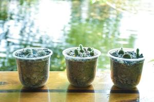 piccoli vasi di cactus sul tavolo vicino all'acqua foto