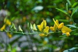 i gialli campi di canapa sono in piena fioritura nel giardino. foto