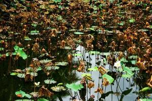 foglie secche campo di loto nel giardino del parco foto