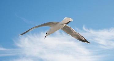 l'uccello del gabbiano che vola sopra lo sfondo del cielo blu. foto