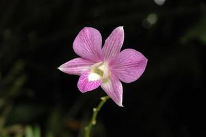 fiore di orchidea magenta tailandese selvaggio su sfondo nero foto