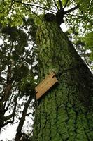 albero di muschio verde con etichetta di legno marrone foto