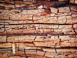 struttura in legno del tronco d'albero con aghi di pino, foglie secche e graffi foto