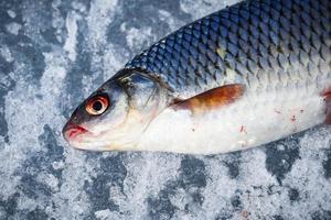 pesce sdraiato sul ghiaccio strutturato durante la pesca invernale foto