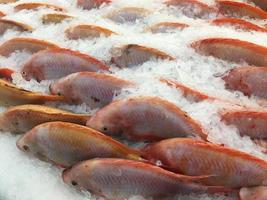 tilapia rossa cruda congelata, venduta nel bazar del mercato. i pesci vengono catturati e visualizzati su uno sfondo di ghiaccio freddo. foto