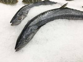 i pesci di mare crudi freschi sono esposti sul ghiaccio, l'animale è stato catturato e venduto nel bazar. sfondo fresco, buon materiale da cucina. copia spazio. foto