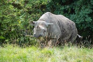 rinoceronte nero o rinoceronte dalle labbra uncinate foto