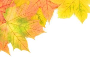foglie di colore autunnale foto