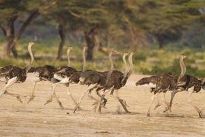 stormo di struzzi corrono insieme in fuga da un predatore in tanzania, africa foto