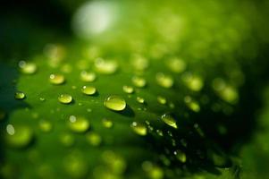 le gocce di rugiada sulle foglie non sono verdi foto