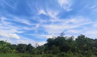 cespuglio albero struttura natura foglie verdi sfondo corteccia tronco superficie ruvida struttura pianta e nuvola bianca cielo blu foto