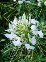 bella macro di fiori bianchi foto