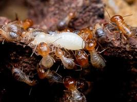 le termiti sono creature sociali che danneggiano le case di legno delle persone perché mangiano il legno foto