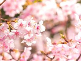 motivo e trama da morbido sakura su sfondo sfocato foto